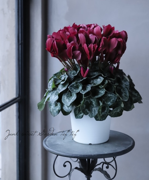 シクラメン 『マカロンショコラ』 | すべての商品 | | Junk sweet