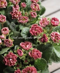 �ץ��顦����ꥢ�󡡡ؤ����碌��󥰡١����祳�졼��