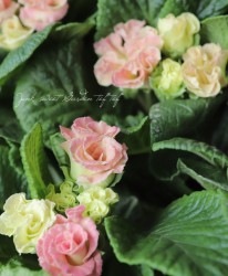 �ץ��顦����ꥢ�󡡡إ������ߥ륯��