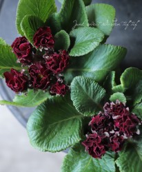 �ץ��顦����ꥢ�󡡡ػ���ƺ�Υ磻���