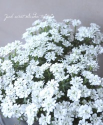 ���٥ꥹ���إ��Ρ������ե�����