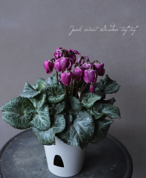 シクラメン・ジュエリーシリーズ 『ブルーダイヤモンド』 C | すべての