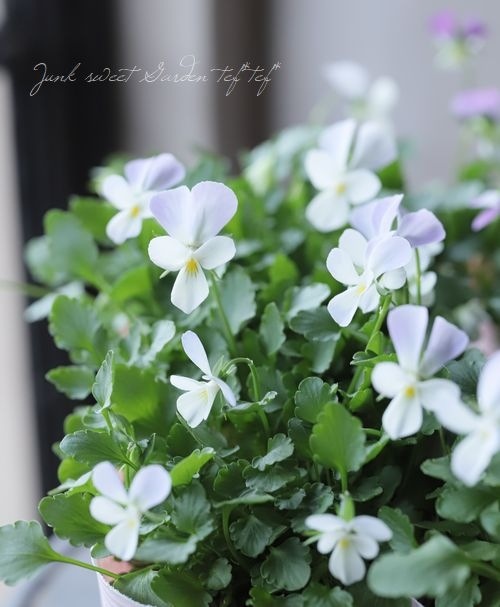 コウロギノブコさん育種！ビオラ 『うさぎ』 | すべての商品 | | Junk