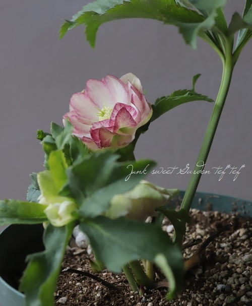 クリスマスローズ 『ダブルホワイトピンク』 28381 | すべての商品