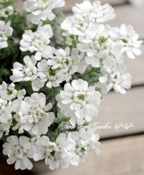 ���нɺ����٥ꥹ���إ֥饤����֡����١�