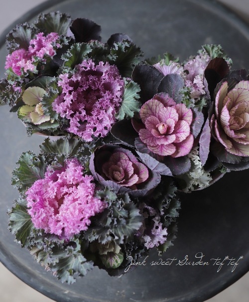 葉牡丹 スノーローズ『あかね×桃かもめ』 ブーケ仕立て | すべての商品