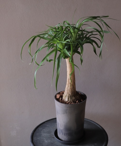 トックリラン 『ブコニア・ガテマレンシス』 | すべての商品 | | Junk