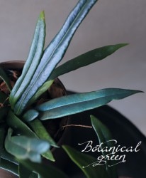 �ڴ��տ�ʪ�ۡ����Х�ȥ��� �إߥ������ꥦ�ࡦ���ƥ꡼��