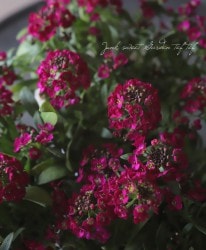 �������ȥ���å��ࡡ�إǥ����ץ���������