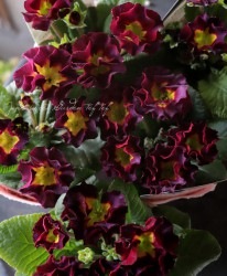 �ץ��饻�쥯����󡡡ظĿͰ����ʼ�١�No.135���ֿ�