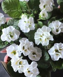 �ץ��饻�쥯����󡡡ظĿͰ����ʼ�١�No.134����