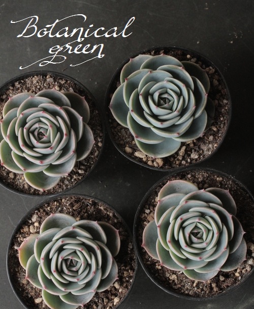 多肉植物】 『 -七福神- 』 エケベリア属 | すべての商品 | | Junk