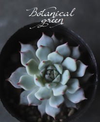 ��¿����ʪ�ۡ����㡹 -����ץƥ�ϥ��ߥ�����- �٥����٥ꥢ°���ڹ���