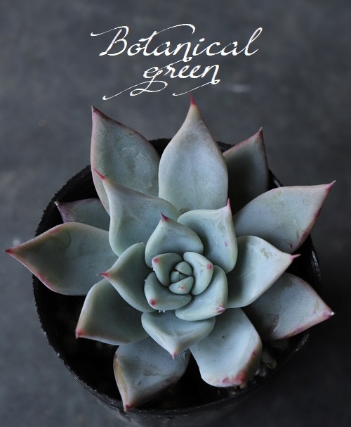 17.【札付き】Next Engage hyb. ASOBINI多肉植物 多肉植物】 『Menchaca メンチャカ -hybrid- 』エケベリア属 韓国苗