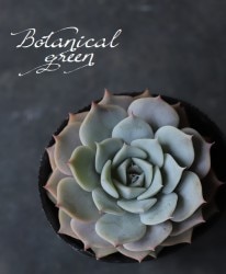 ��¿����ʪ�ۡ���Fleur Blanc��-�ե롼��֥��- �٥����٥ꥢ°���ڹ���