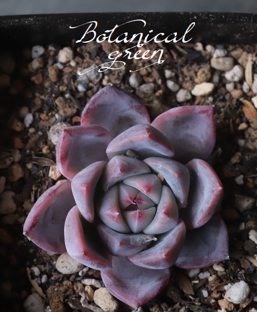 多肉植物】 『アルバビューティ』 エケベリア属 韓国苗 | すべての商品