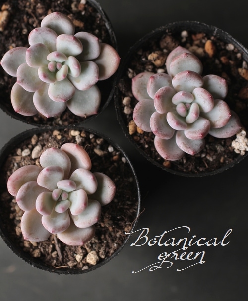 多肉植物】 『Flinck -フリンク-』 エケベリア属 韓国産パクさん苗