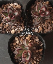 ��¿����ʪ�ۡ���ɱ���Ƽ��١�����󥳥�°  ���Ȥ����꡼��