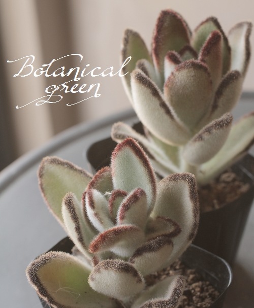 多肉植物】 『ジャイアントラビット』 カランコエ属 | すべての商品