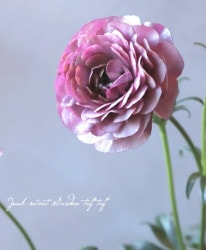 ڰݤ ʥ󥭥饹å꡼إƥС١