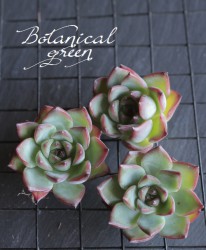 ��¿����ʪ�ۡ��إե����䡼�ԥ顼�١������٥ꥢ°