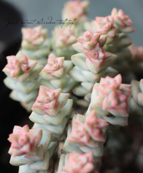 多肉植物】 『パステル』 クラッスラ属 | すべての商品 | | Junk sweet