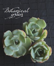 ��¿����ʪ�ۡ��إ���ޥ�ɡ١������٥ꥢ°