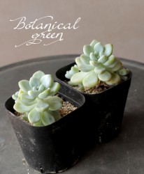 ��¿����ʪ�ۡ��� ���åƥ��١�������°