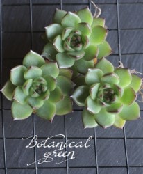 ��¿����ʪ�ۡ��إࡼ�󥹥ȡ���١������٥ꥢ°��