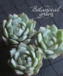 ��¿����ʪ�ۡ��إƥ��åԡ��١������٥ꥢ°��