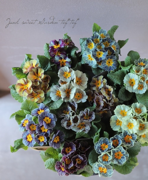 松原園芸オリジナル】 プリムラ 『アンティークマリアージュ』 【A