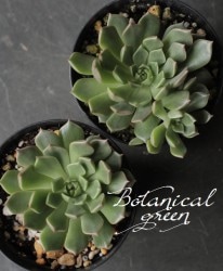 ��¿����ʪ�ۡ��إ���ӥ��١������٥ꥢ°