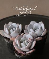 ��¿����ʪ�ۡ���Laui�� -�饦��-�١������٥ꥢ°