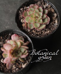 ��¿����ʪ�ۡ��� Fire Lip hyb -�ե���������åס��ϥ��֥�å�-�١��ڹ񻺥ѥ������� �����٥ꥢ°