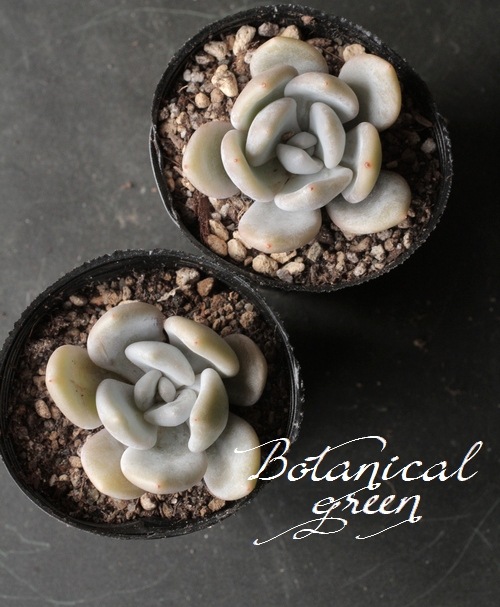 多肉植物】 『Aussel -アウセル-』 韓国産パクさん苗 エケベリア属