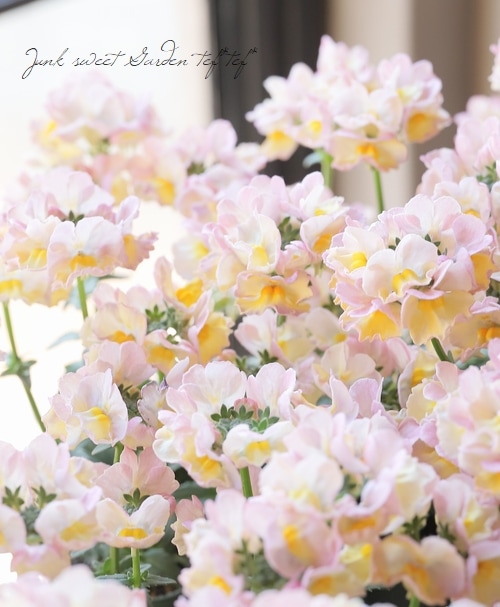 宿根ネメシア メーテル 春菜 すべての商品 Junk Sweet Garden Tef Tef