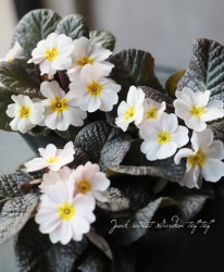 Ƽ�եץ��顦�ϥ��֥�åȡ��������꡼�����إۥ磻�ȡ�