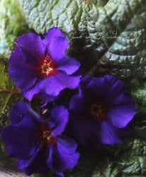 �ץ��顦�ϥ��֥�åȡ��������꡼�����إ֥롼�������ɡ�