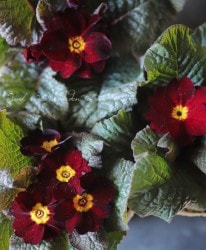 �ץ��顦�ϥ��֥�åȡ��������꡼�����إ٥�٥åȥ�åɥ������ɡ�