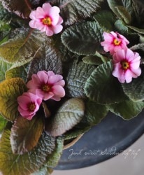 �ץ��顦�ϥ��֥�åȡ��������꡼�����إԥ󥯥�����������