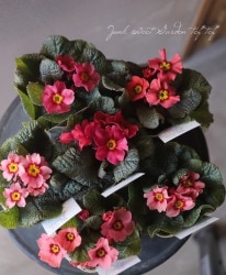 �ץ��顦�ϥ��֥�åȡ��������꡼�����إԥ󥯥�����󥷥����ɡ�