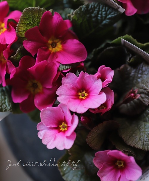 プリムラ・ハイブリット ワンダシリーズ 『ディープピンク』 | すべて