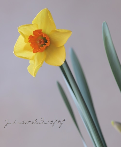 DEKAT（デカット）、チューリップ、水仙、果物、希少な額装用大判画集