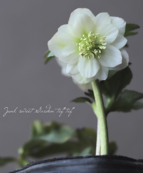 クリスマスローズ 小輪デュメ系 『ハイブリッド dd』 No.H 【大木