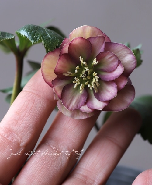 クリスマスローズ 小輪デュメ系 『ゴールド ハイブリッド dd』 No.J