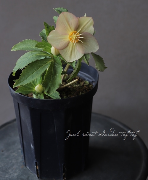 クリスマスローズ No.4 【横山園芸】 | すべての商品 | | Junk sweet