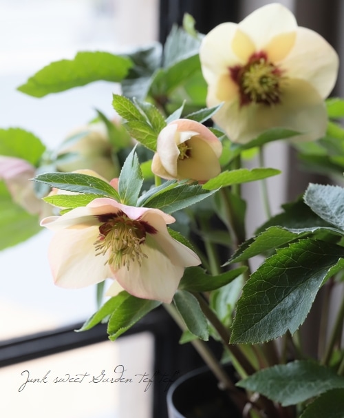 クリスマスローズ No.6 【横山園芸】 | すべての商品 | | Junk sweet