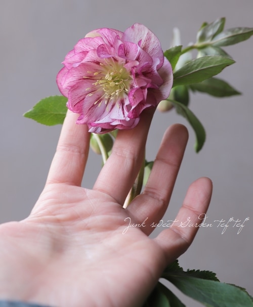 横山園芸クリスマスローズ 2月25日〜26日 大阪 咲くやこの花館 クリスマスローズ展 陽春園