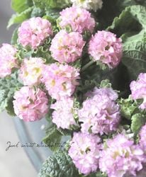 ��K-plants����� �ե�󥸺餭 �ץ��顡�إݥ�ݥ��ѥ��