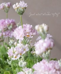 �ץ��顦�ޥ饳���ǥ��ʥ����饽���ˡ��ؤ�������